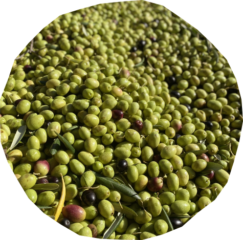 olive appena raccolte