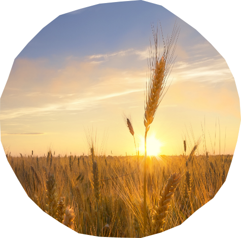 acqua di vegetazione per l’utilizzo agronomico nei seminativi