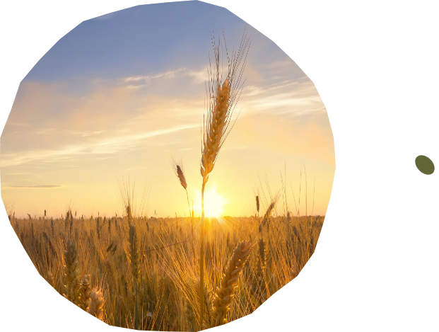 Spiga di grano